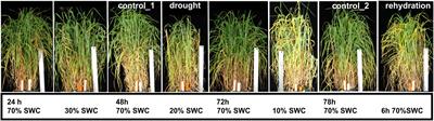 MicroRNA172b-5p/trehalose-6-phosphate synthase module stimulates trehalose synthesis and microRNA172b-3p/AP2-like module accelerates flowering in barley upon drought stress